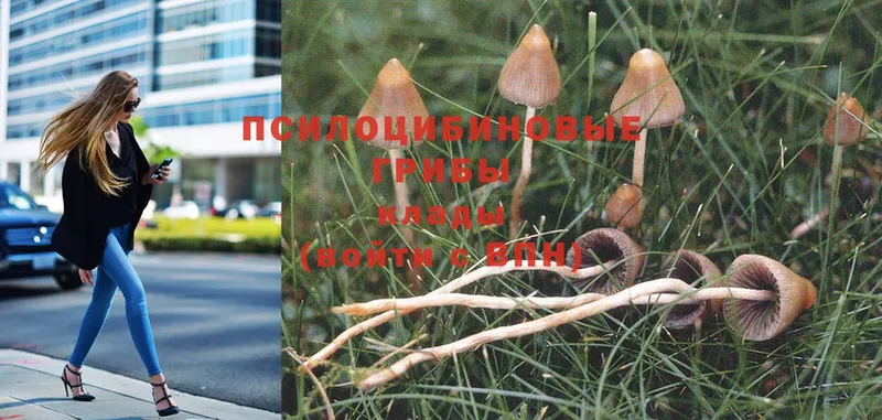 Галлюциногенные грибы Magic Shrooms  цены наркотик  Слюдянка 