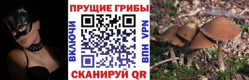 даркнет сайт Слюдянка Галлюциногенные грибы Magic Shrooms